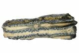 Mammoth Molar Slice with Case - South Carolina #165111-1